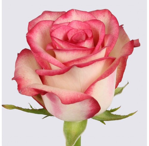 Роза бело-малиновая 60см