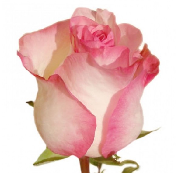 Роза светло-розовая 70см