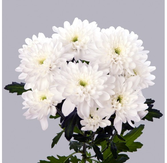 Хризантема белая