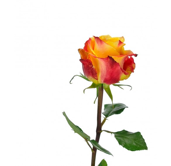 Роза оранжевая 60см