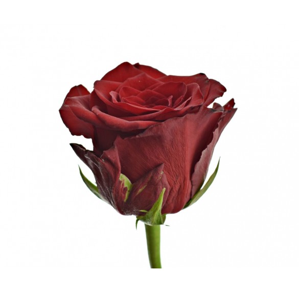 Роза бордовая 90см