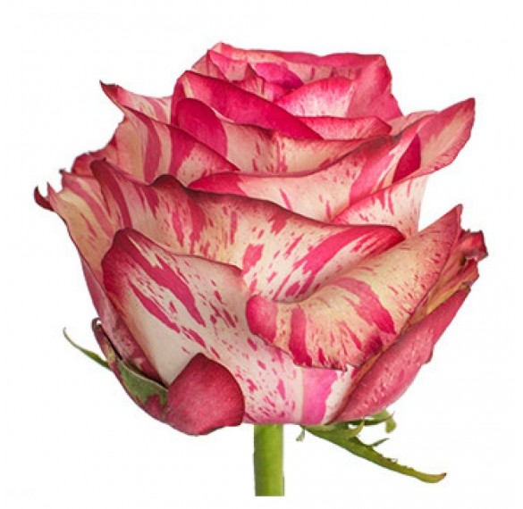 Роза бело-розовая 60см
